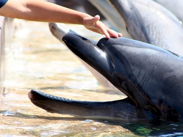 A person is touching a docked beluga whale&rsquo;s back near the water, with the whale partly in the pool.