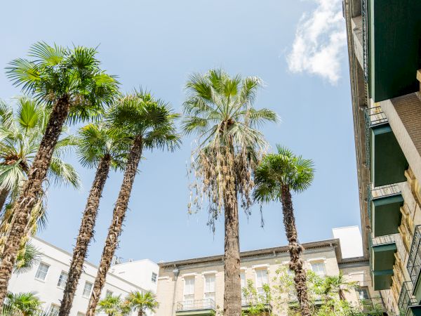Palm trees line a sunny street, with modern buildings and a clear blue sky, giving a warm, tropical urban vibe.